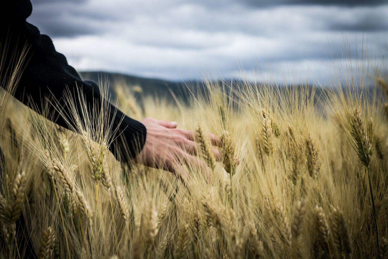 3 Scottish agri-businesses nominated for innovation award