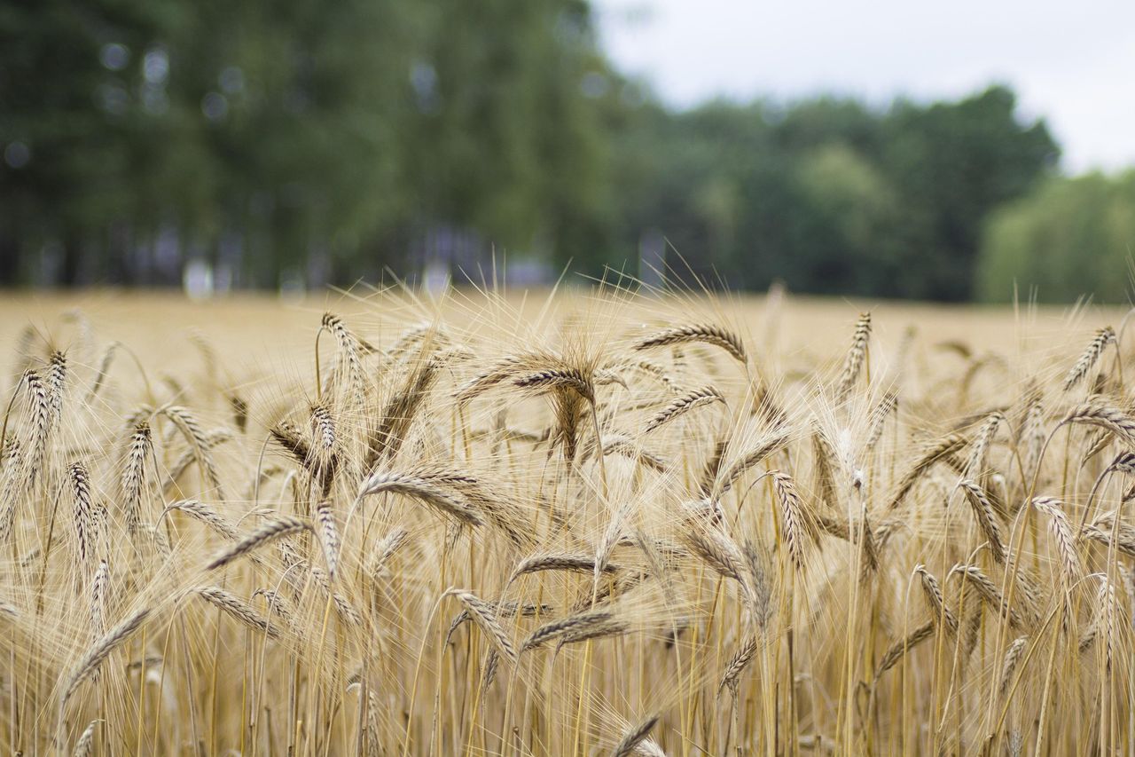 Cereal prices offset increase in global meat prices – FAO