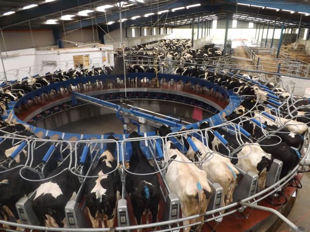 Kiwi dairy farmers told to cut 'unprofitable production'