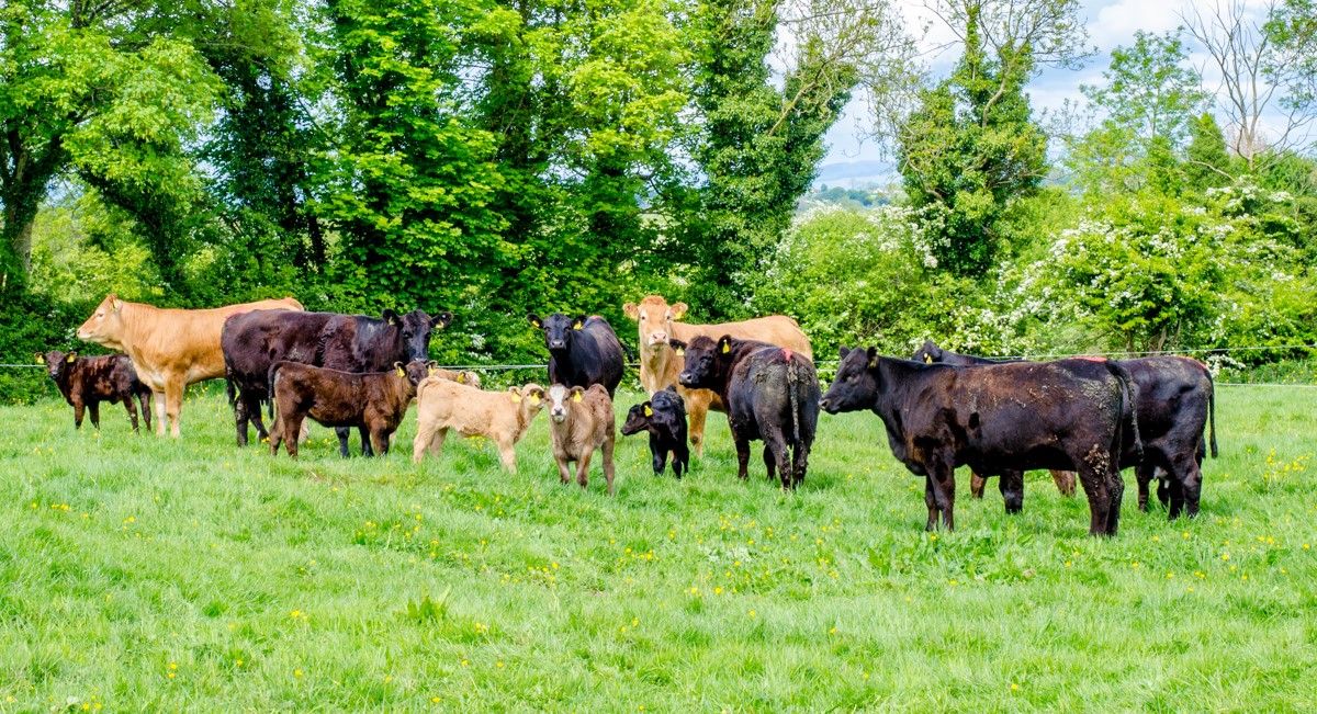 Agri-pharma firm Norbrook's profits soar in latest accounts