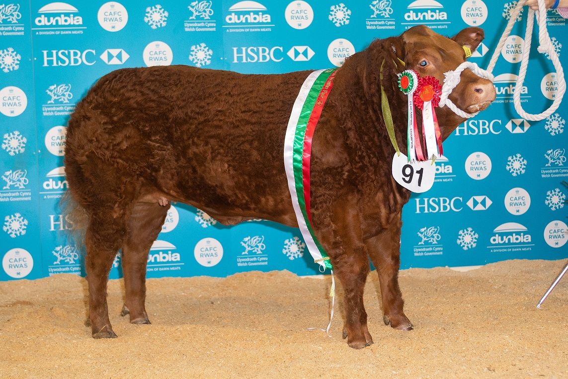 £10,800 Limousin-cross 'Rizzo' leads 2019 Welsh Winter Fair