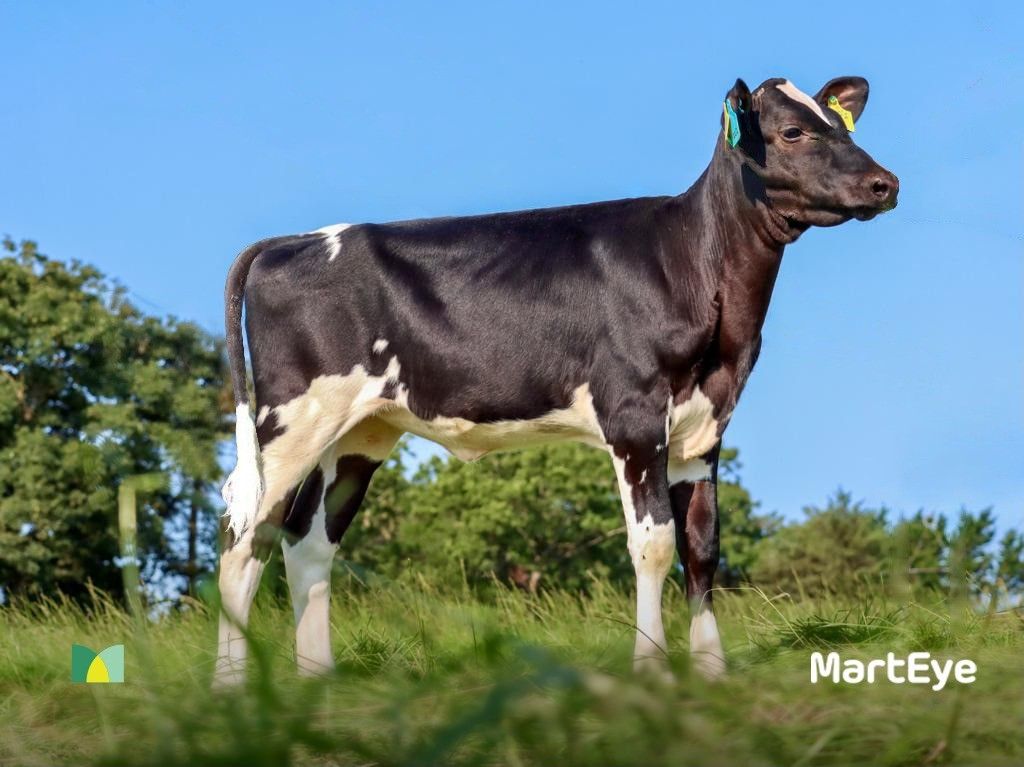 Video: 3-month old Holstein heifer sells for over £42,000