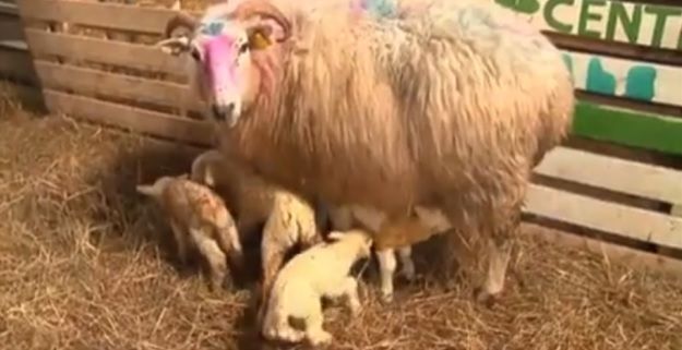 Two sets of quadruplet lambs for Kerry farmer