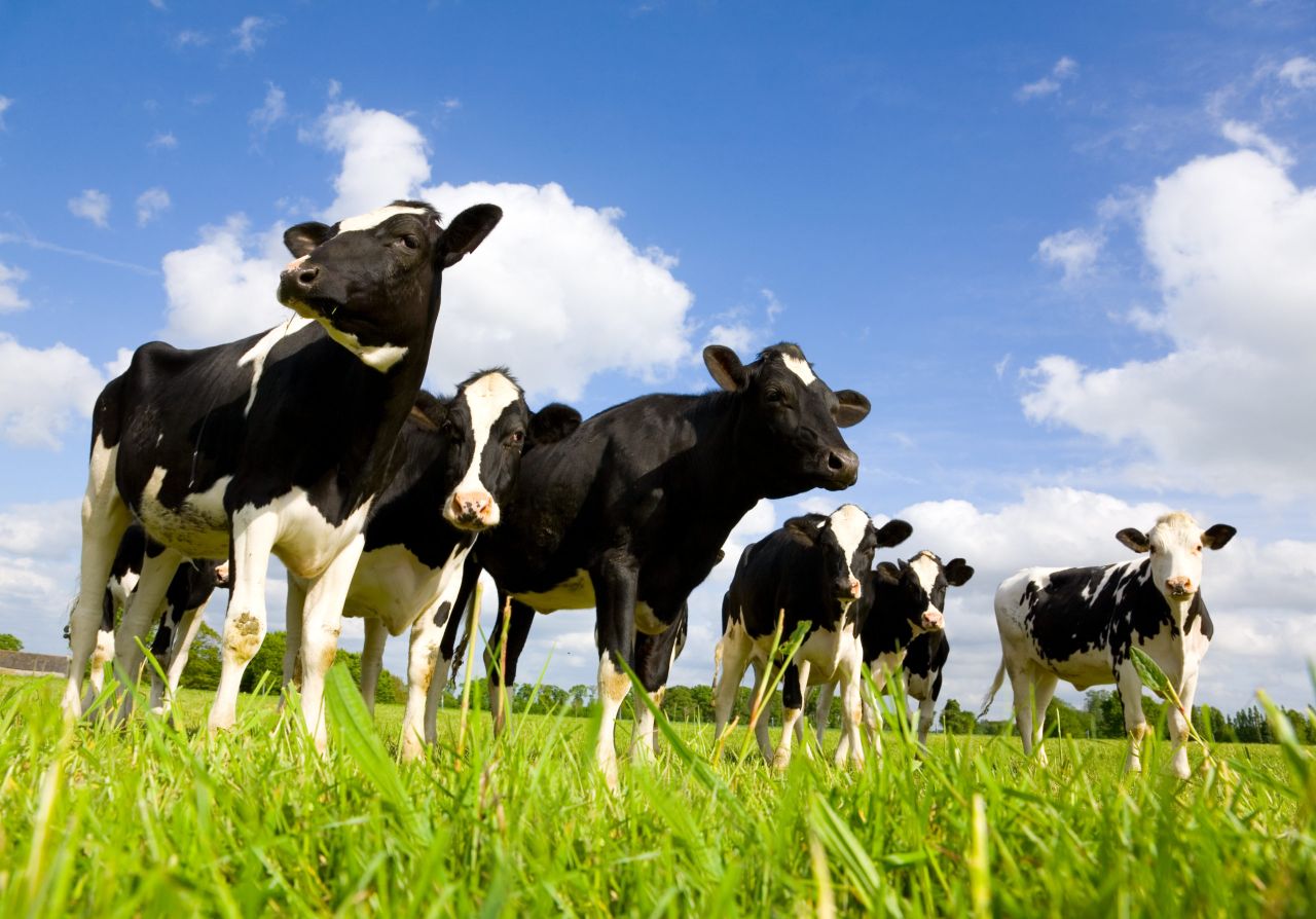 Study shows 11% methane drop in supplemented dairy cows