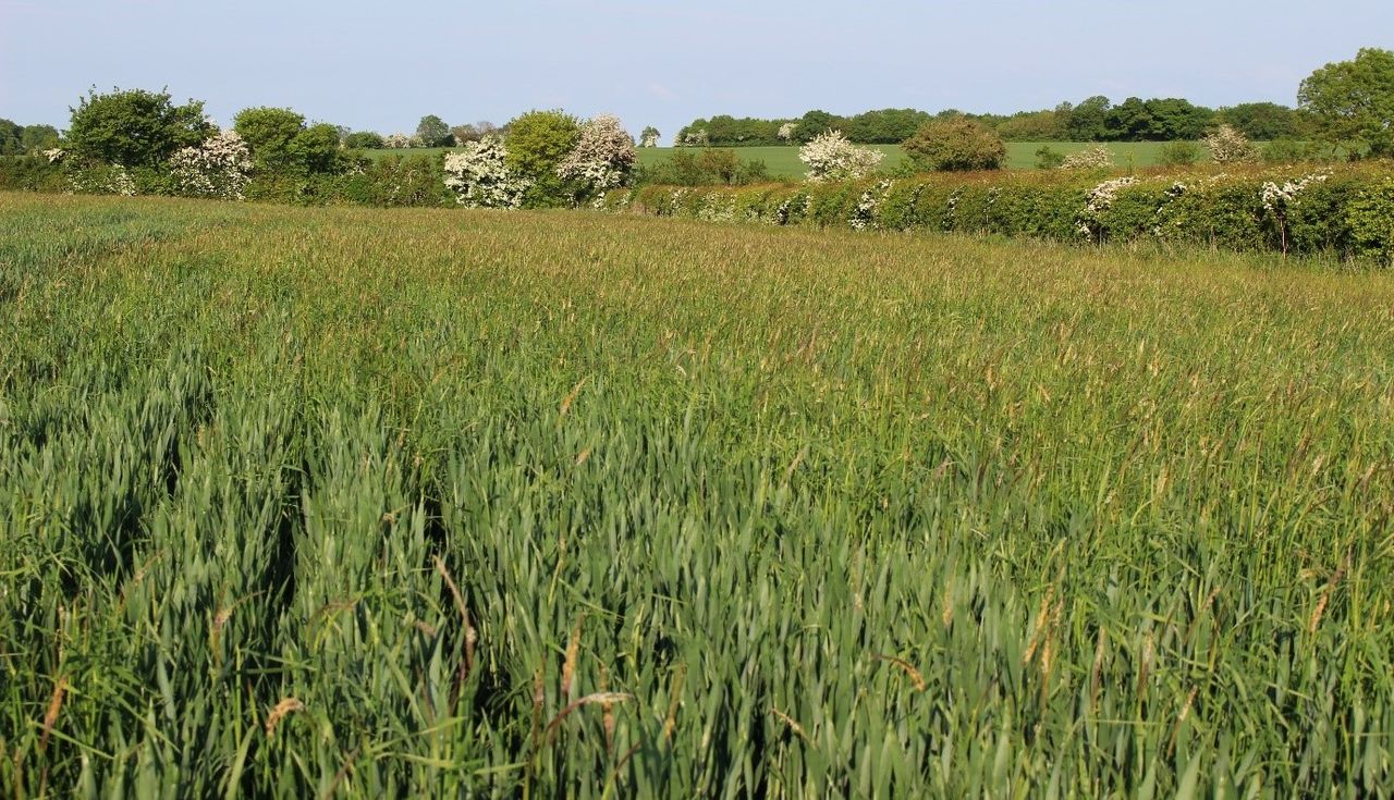 The results are in...but do cover crops really work against black-grass?