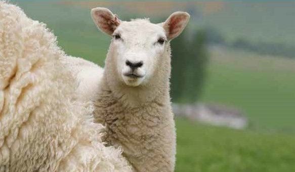 Scottish Sheep farmers still have Brexit worries, despite extension
