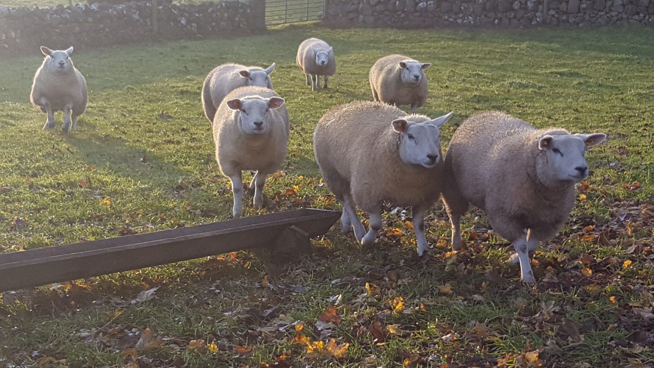 Another livestock theft reported in the North as 43 ewe lambs stolen