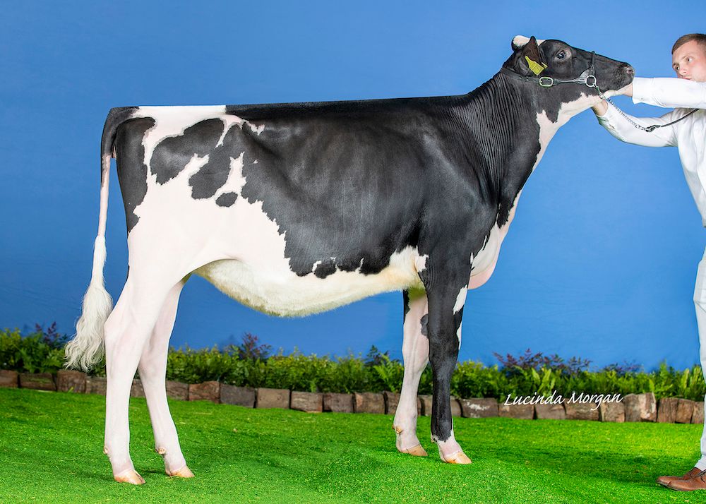 Winners of the Holstein UK All-Britain Awards announced