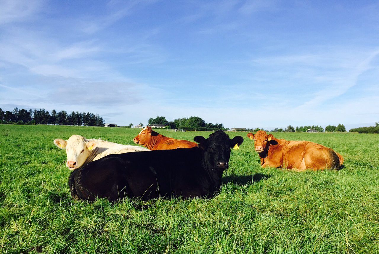 Northern farmers say supply chain failing to provide for beef farmers