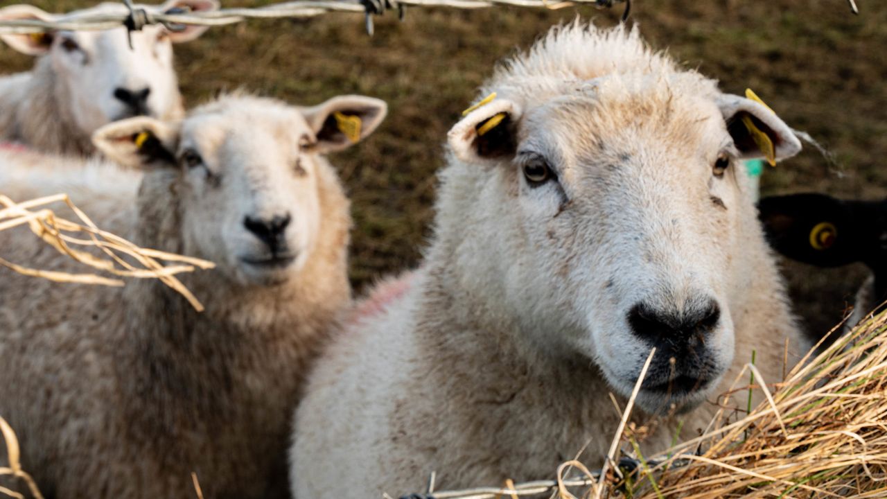 Falling prices are leaving sheep sector under pressure – UFU
