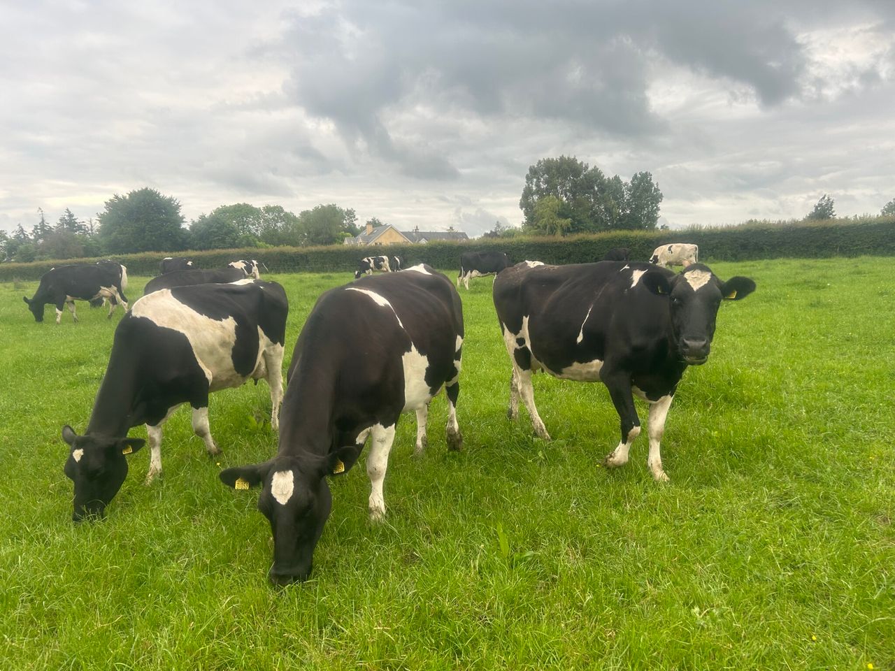 NI agriculture in ‘strong state of financial health’ – adviser