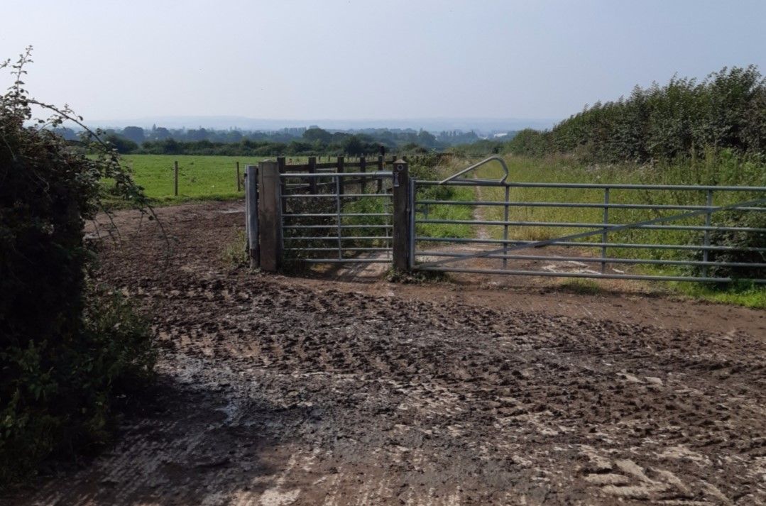 Escaped cow put down after walkers leave gate open
