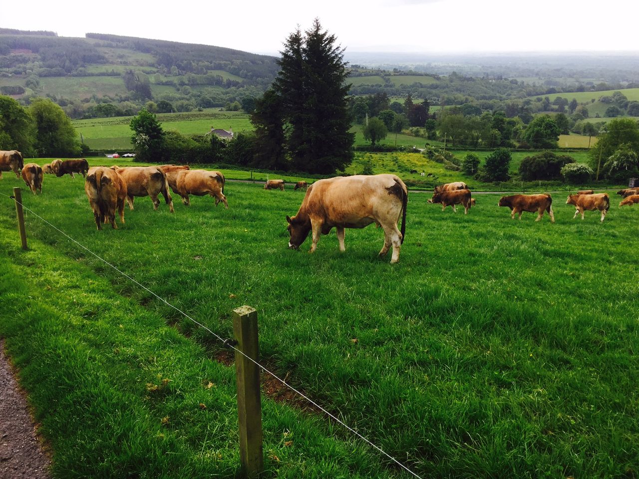 Should more dairy farmers use Aubrac bulls to clean up?