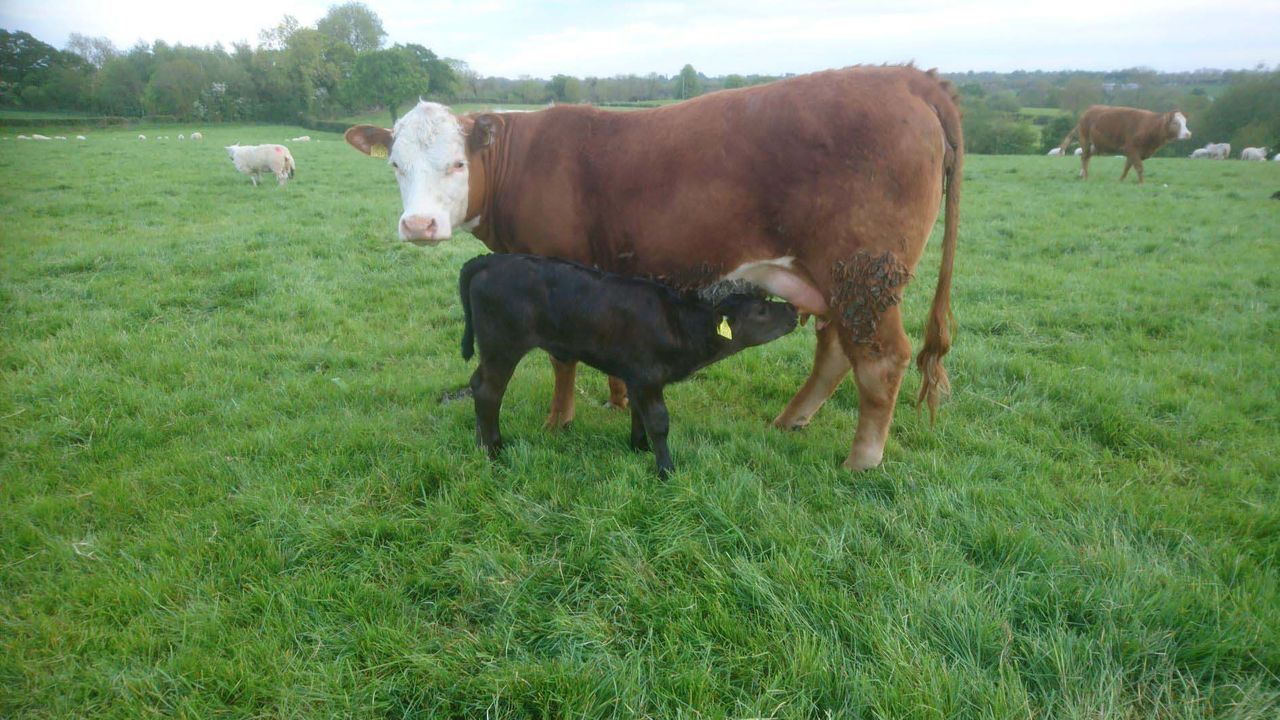 Antrim demo hill farm turning to tech to boost output