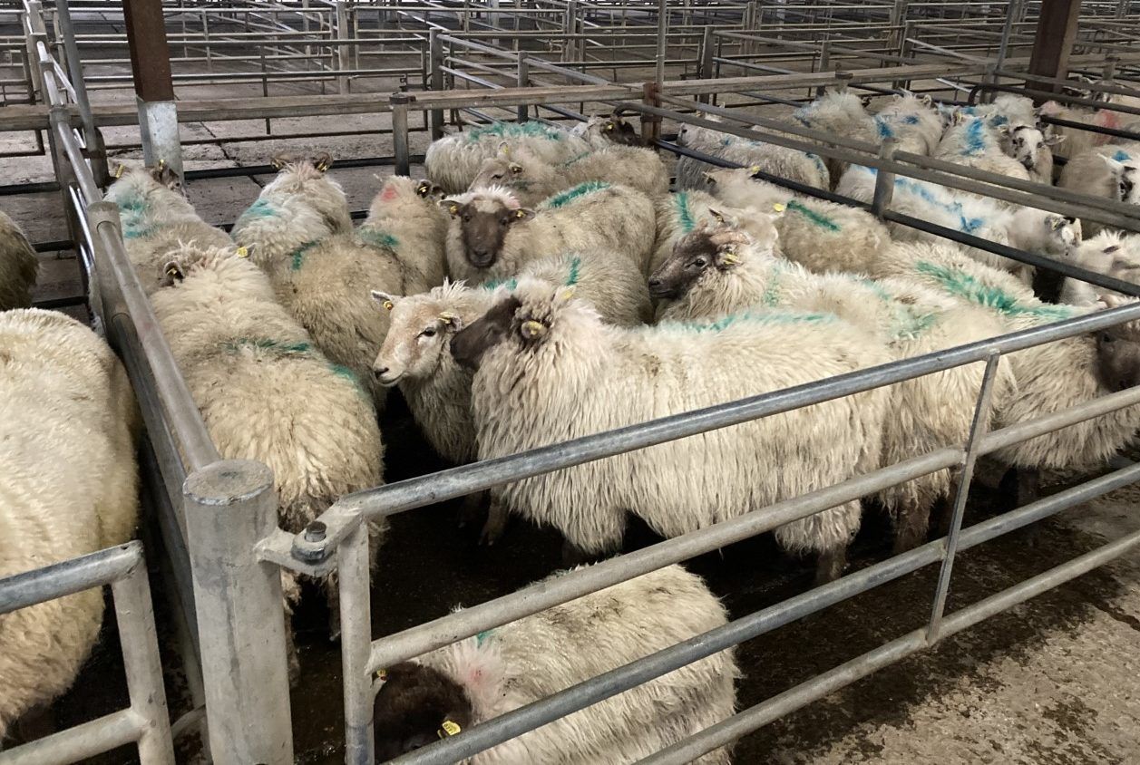 GB hogget prices fall below Feb 2021 rates