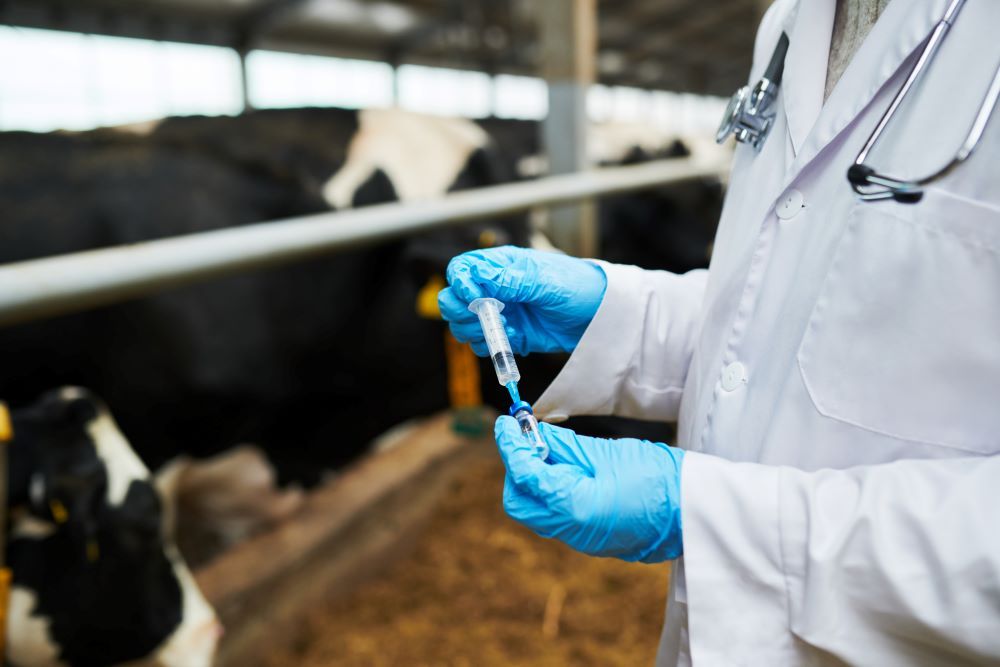 More BTV vaccine doses to enter UK soon as cases rise