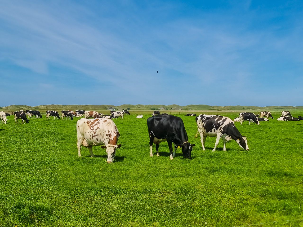 Emerging Shamonda virus detected in Jersey cattle