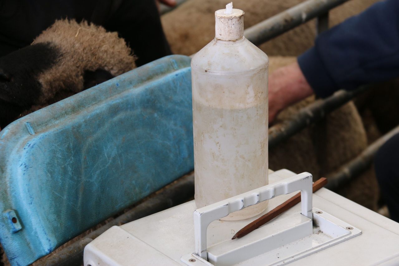 Pedigree ram nominations open for fifth year of RamCompare 
