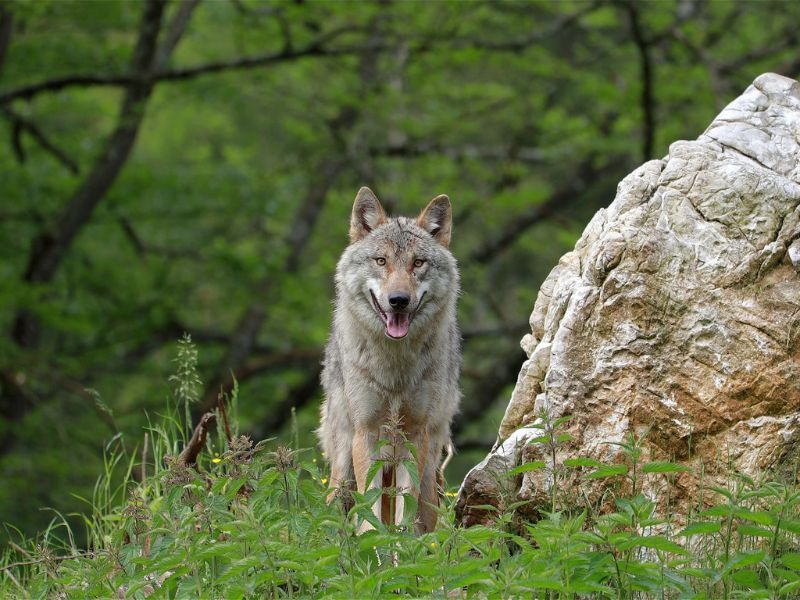 Wolf reintroduction could help fight climate change - study