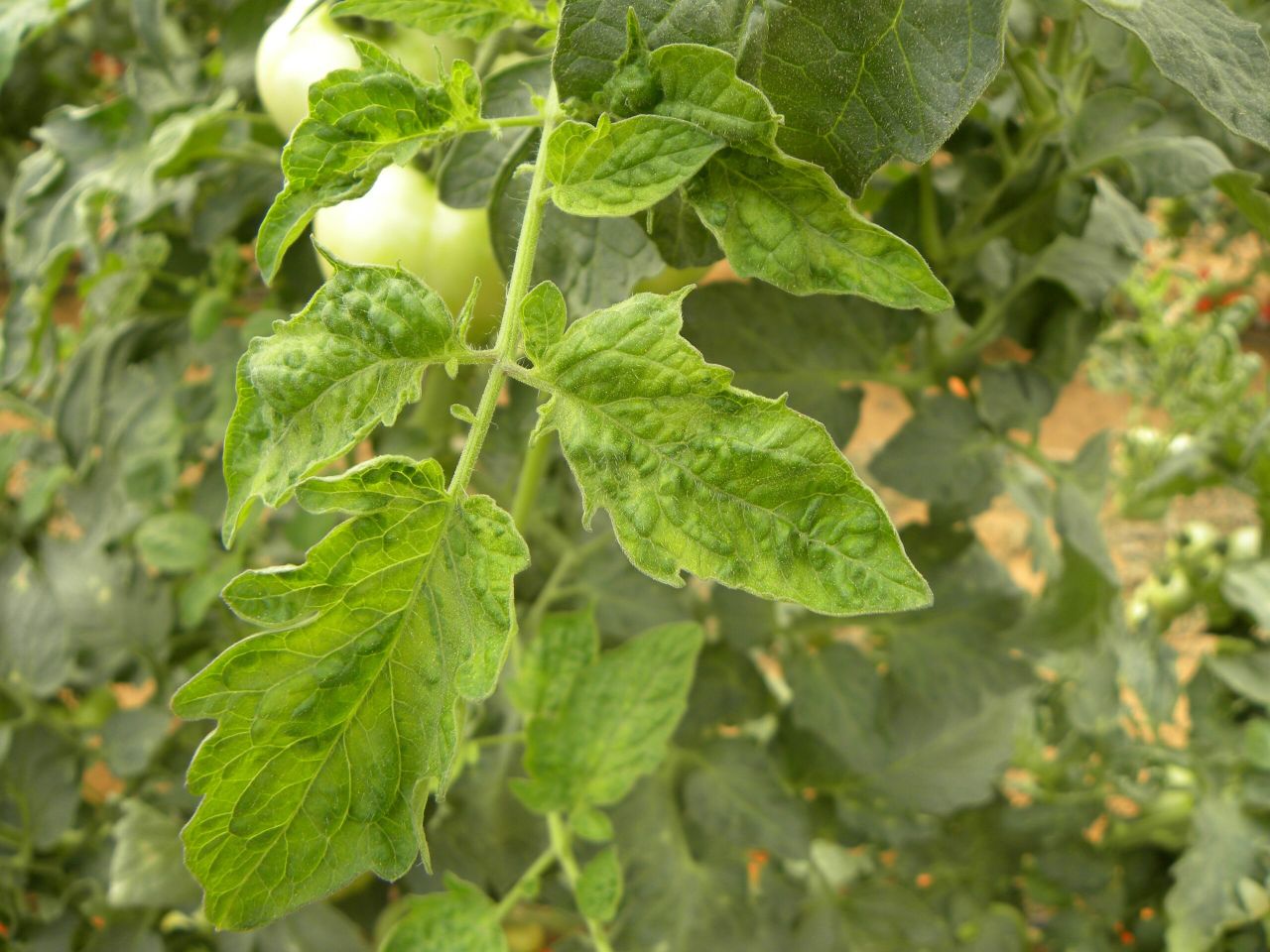 First UK outbreak of Tomato Brown Rugose Fruit Virus confirmed