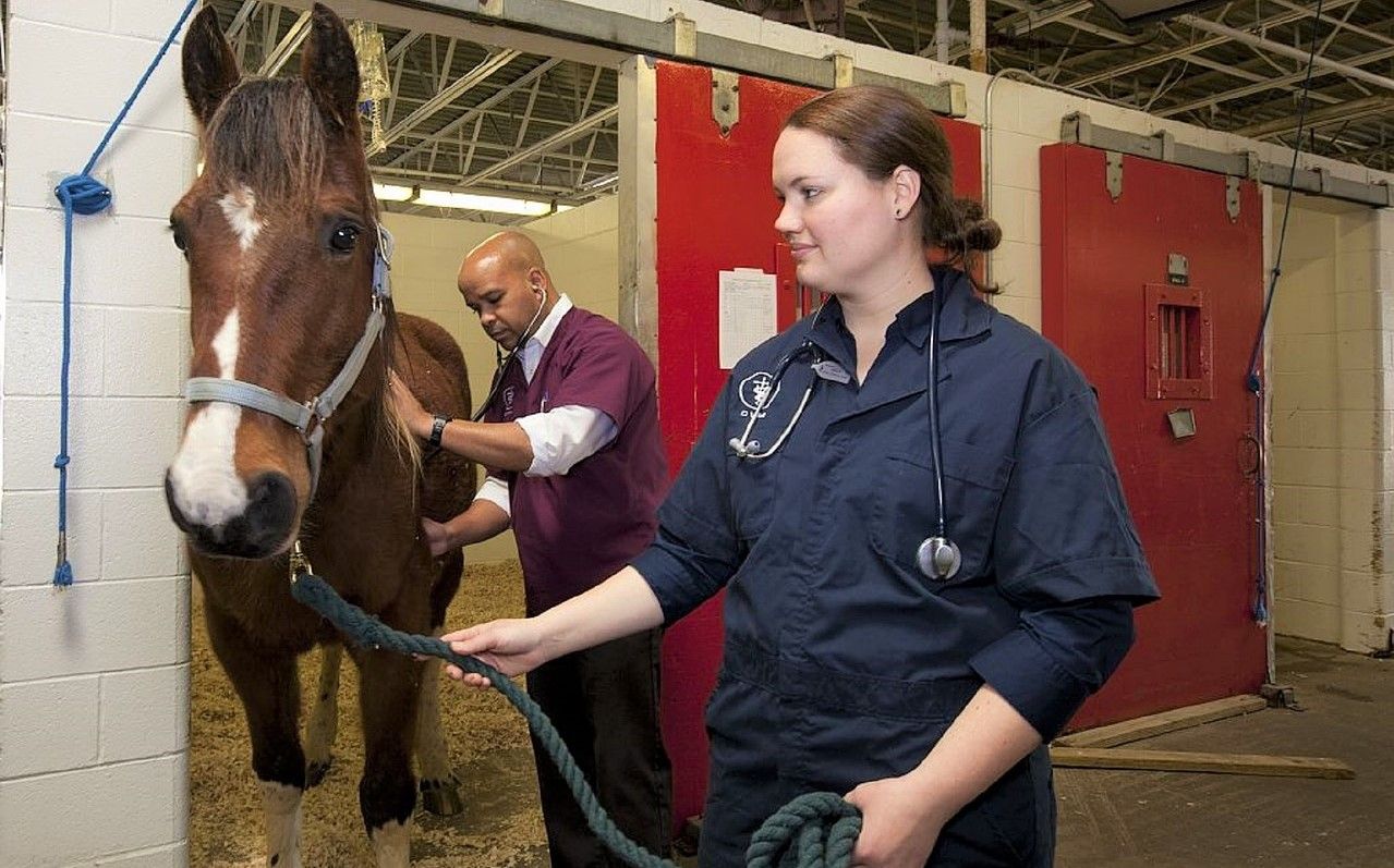 More than 1,600 EU vets so far respond to second RCVS Brexit survey