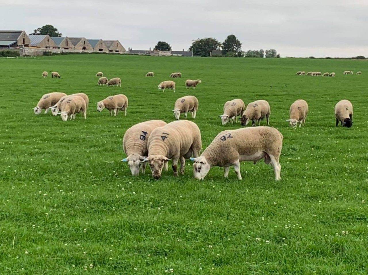 ‘Great from Grass’ breeding sheep sale sees prices reach £2,000