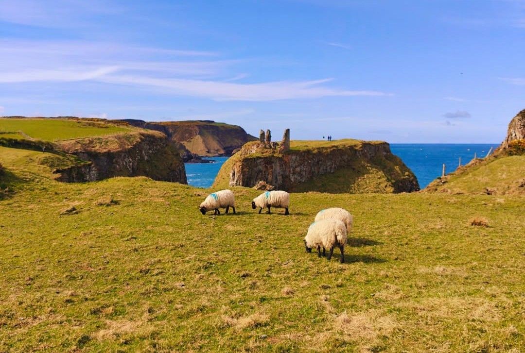 Walkers urged to control dogs after attack near Giant’s Causeway