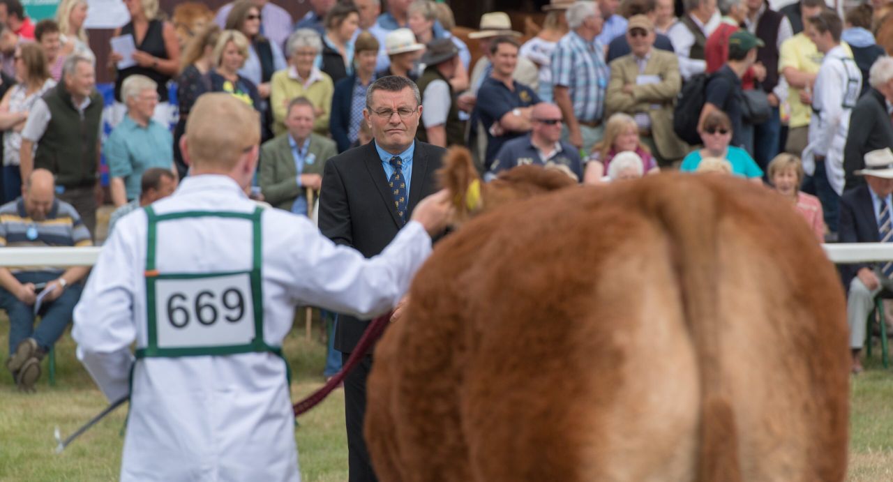 Champion Limousin manages Interbreed Reserve at Great Yorkshire Show
