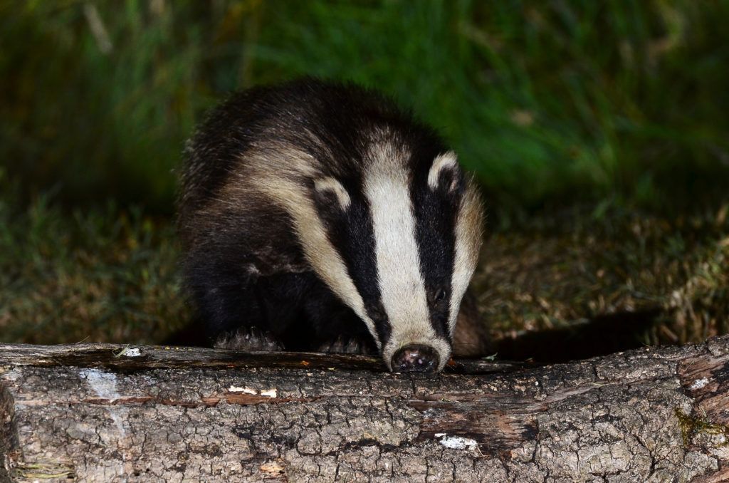 RSPCA welcomes new bovine TB eradication policy