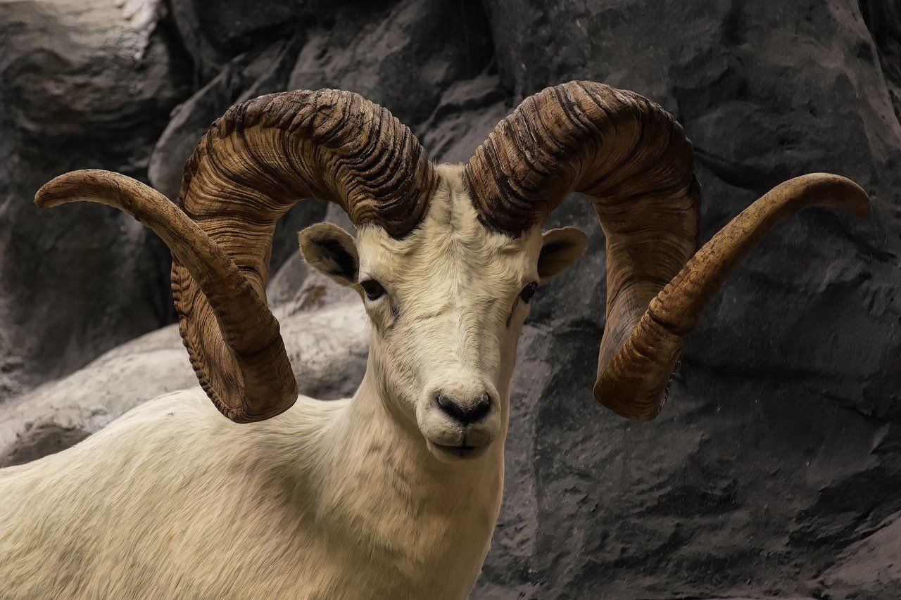 US man attempted to create ‘giant sheep’ for captive hunting