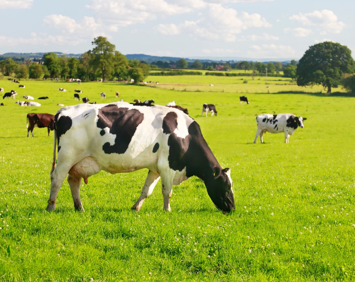 Controlling replacement heifer costs while maintaining quality