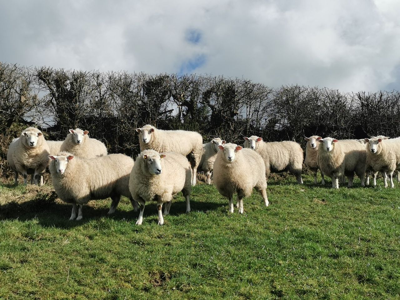 Sheep scab is becoming a ‘greater problem’ – AHWNI