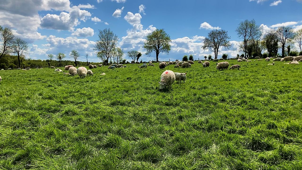 UK sheep production for May declines by 7%