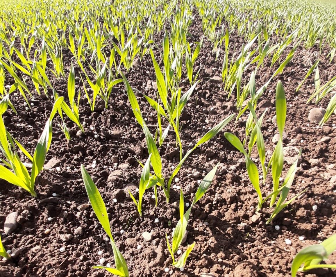 ‘Winter crop development is still progressing’ – CAFRE
