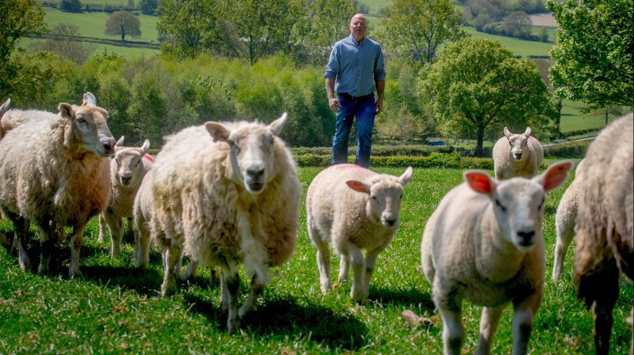 Tesco launches cost of production contracts for its 160 British lamb farmers