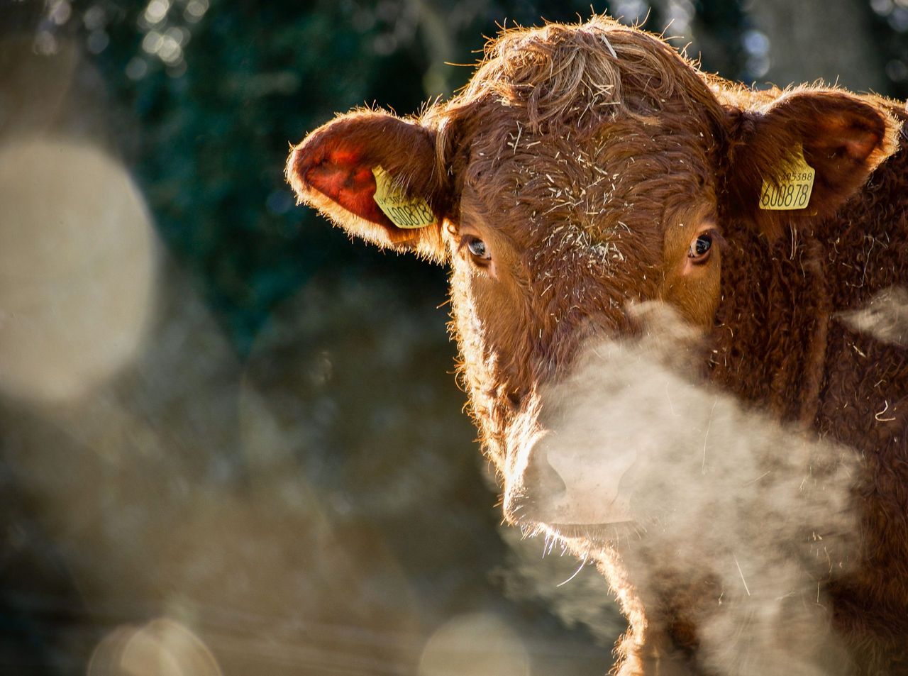 From cattle to humans – what the experts are saying about Shamonda