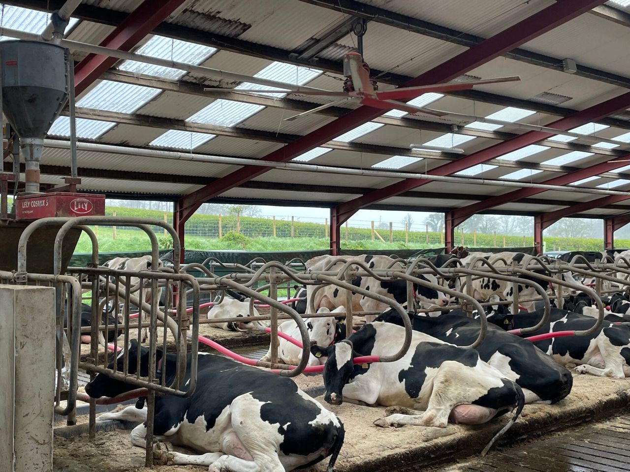 750-cow robotic dairy farm and milk processing in Tyrone
