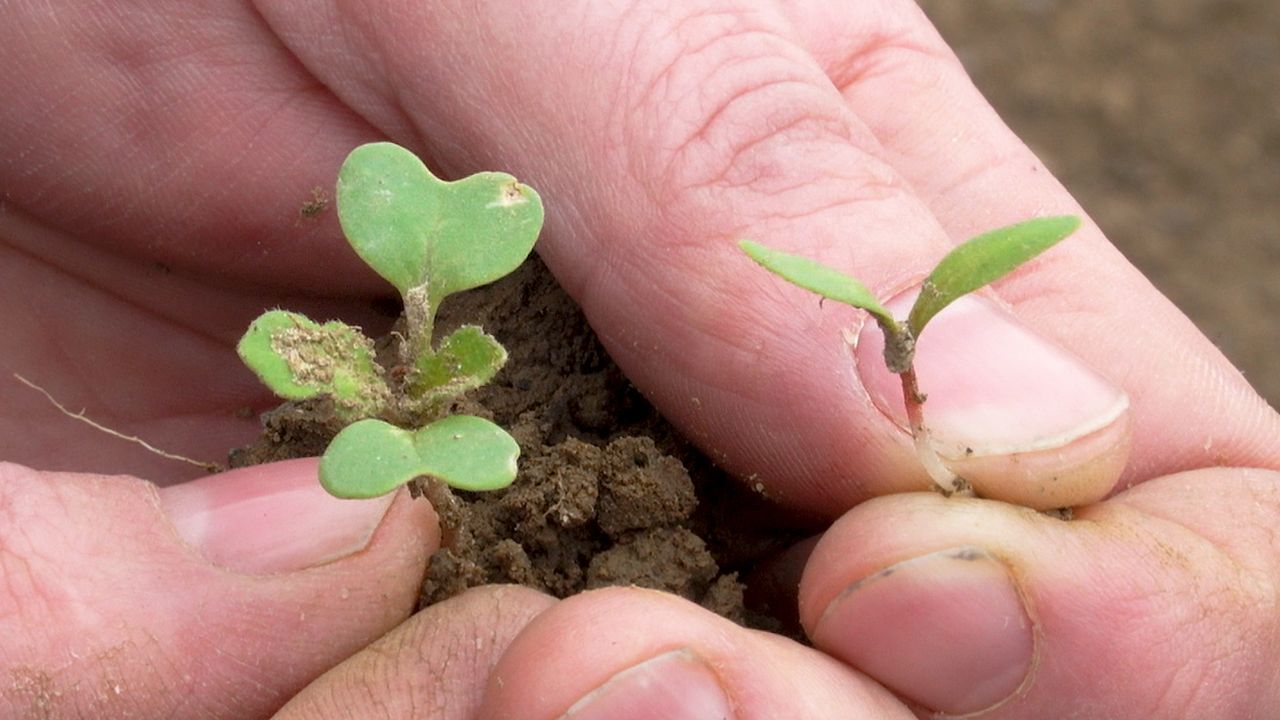 The threat of weeds now greater than at any time in human history