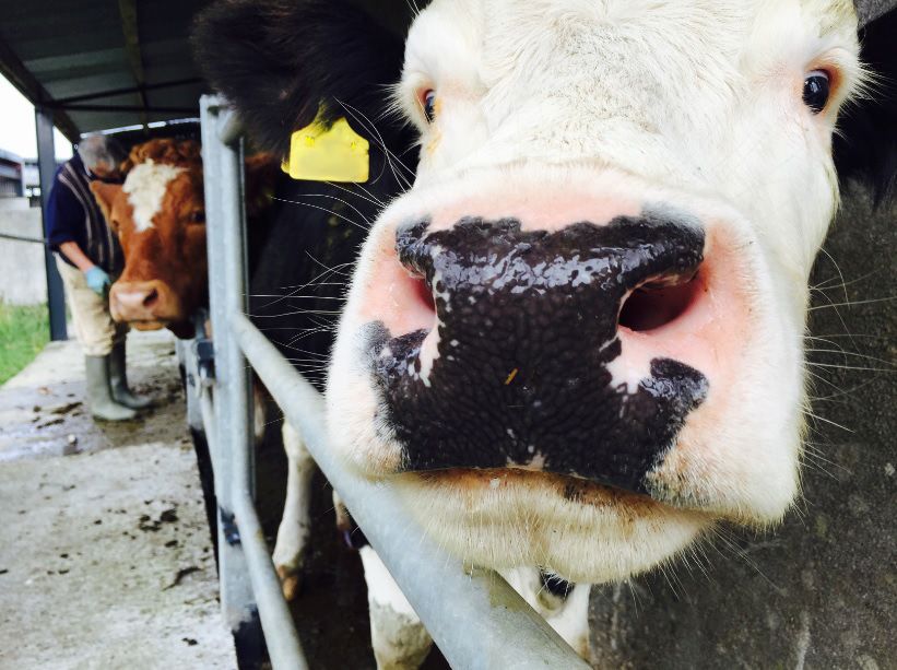 NI’s proposed TB strategy could save region up to £70 million