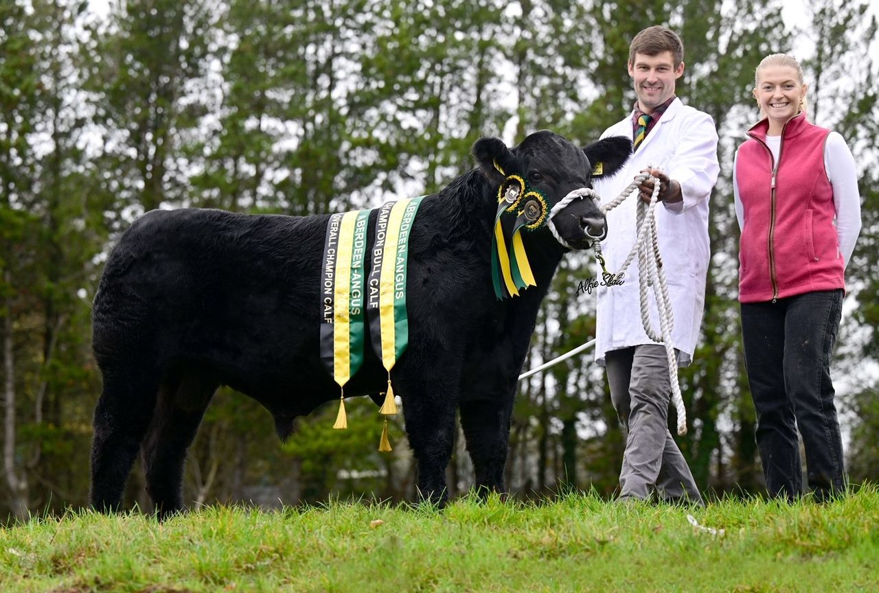 Cookstown herd takes 4 titles at NI Angus club calf show