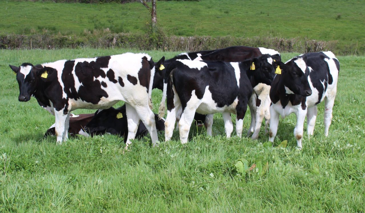 Heifer rearing should be seen as an investment, not a cost