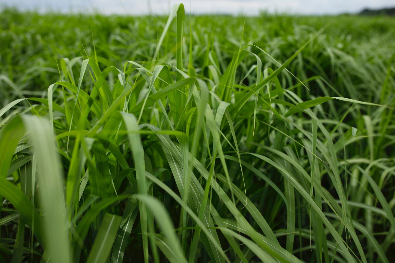 UK miscanthus research gets government funding to help meet net-zero