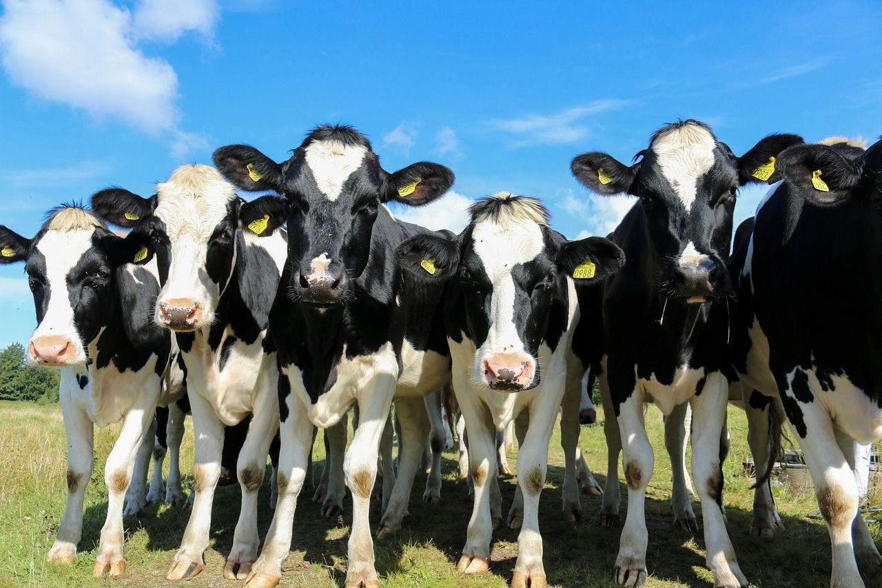 Govt sets out bluetongue disease control framework