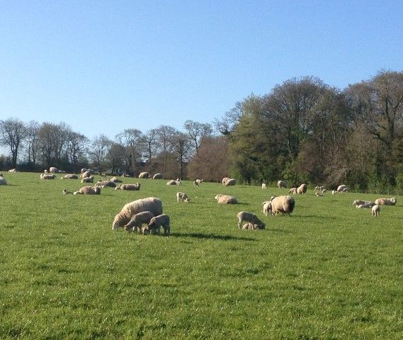 Worms can reduce lamb growth rates by 50%