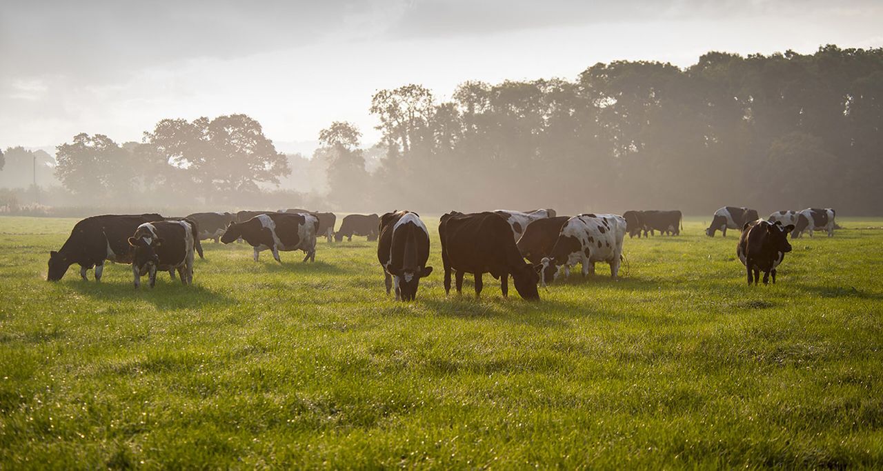 Post-drought grass patience could pay longer term dividends