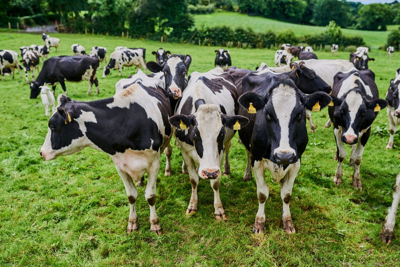 What does less protein and nitrogen mean for methane?