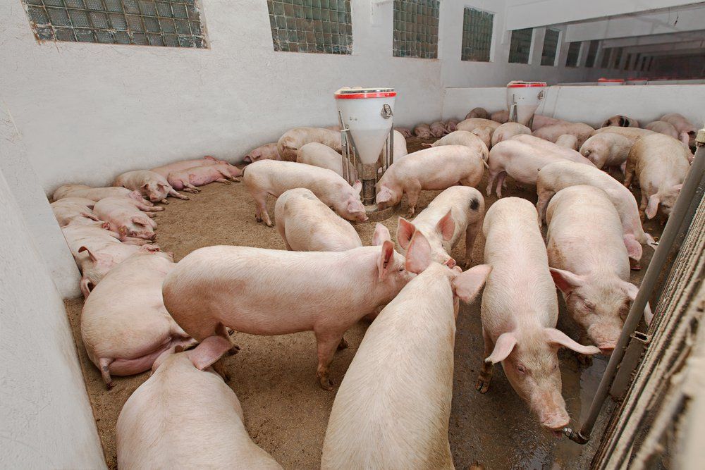 Pig behaviour research finds some 'surprising discoveries'