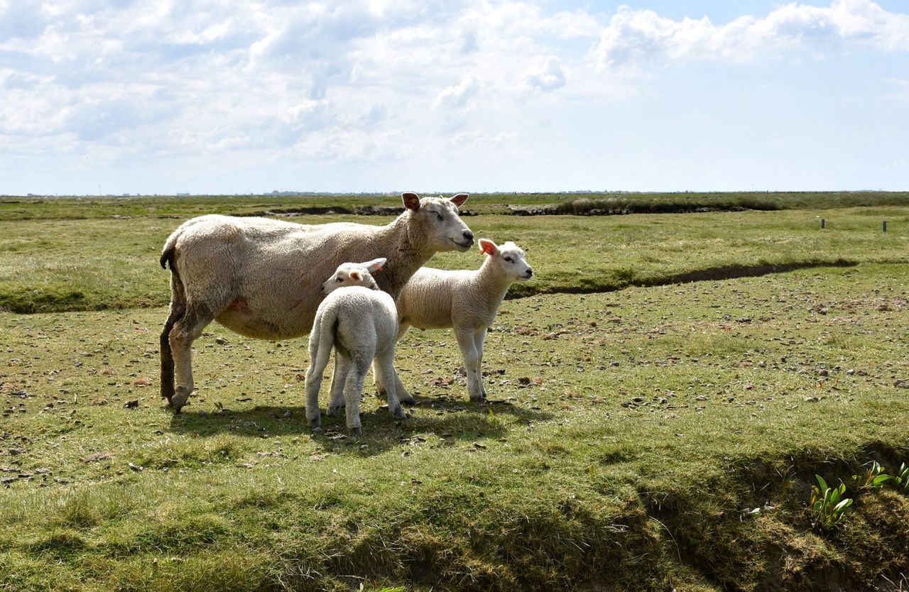 German sheep farm constantly under high alert for flood warnings