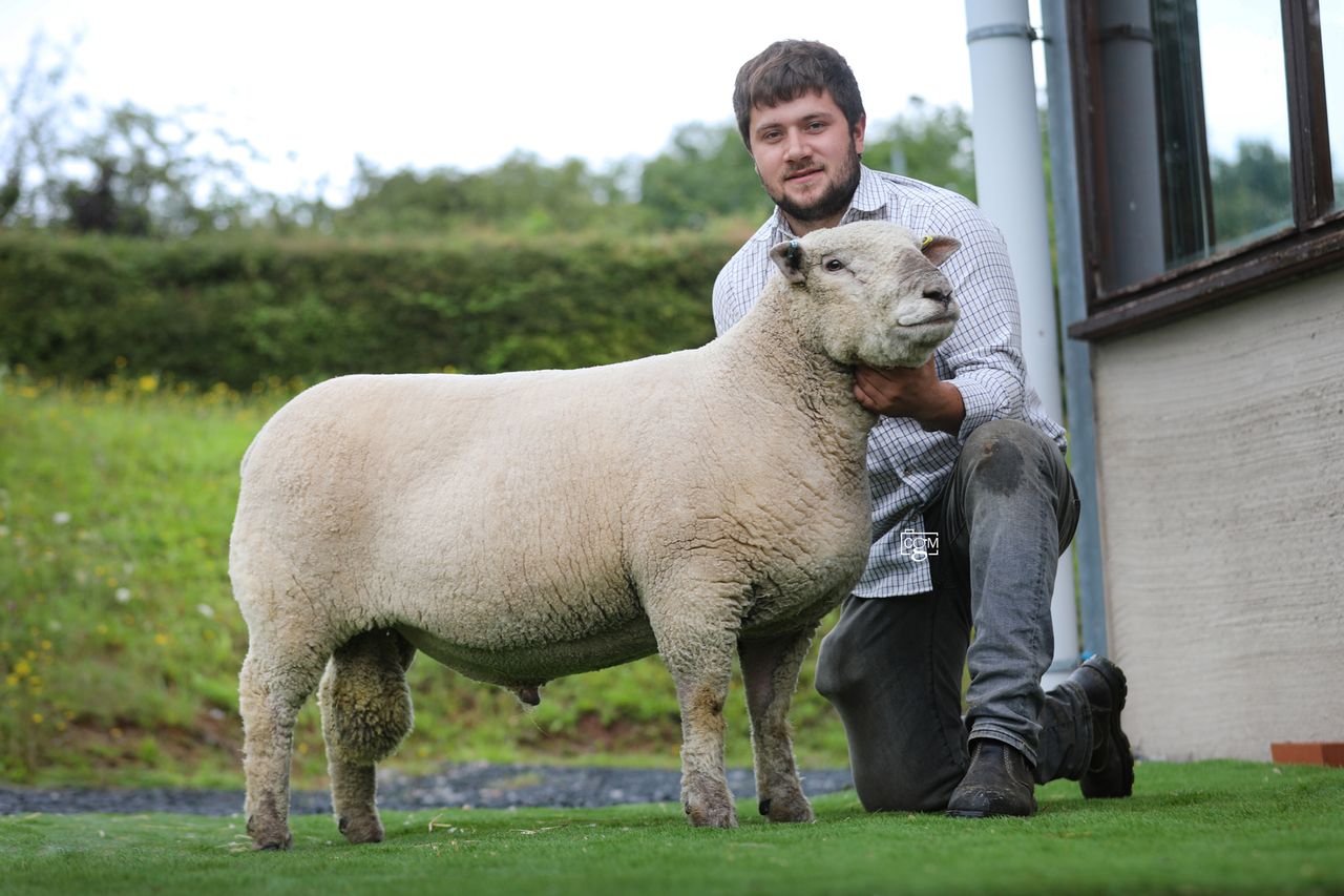 Southdown ram sells for a breed record of £4,000