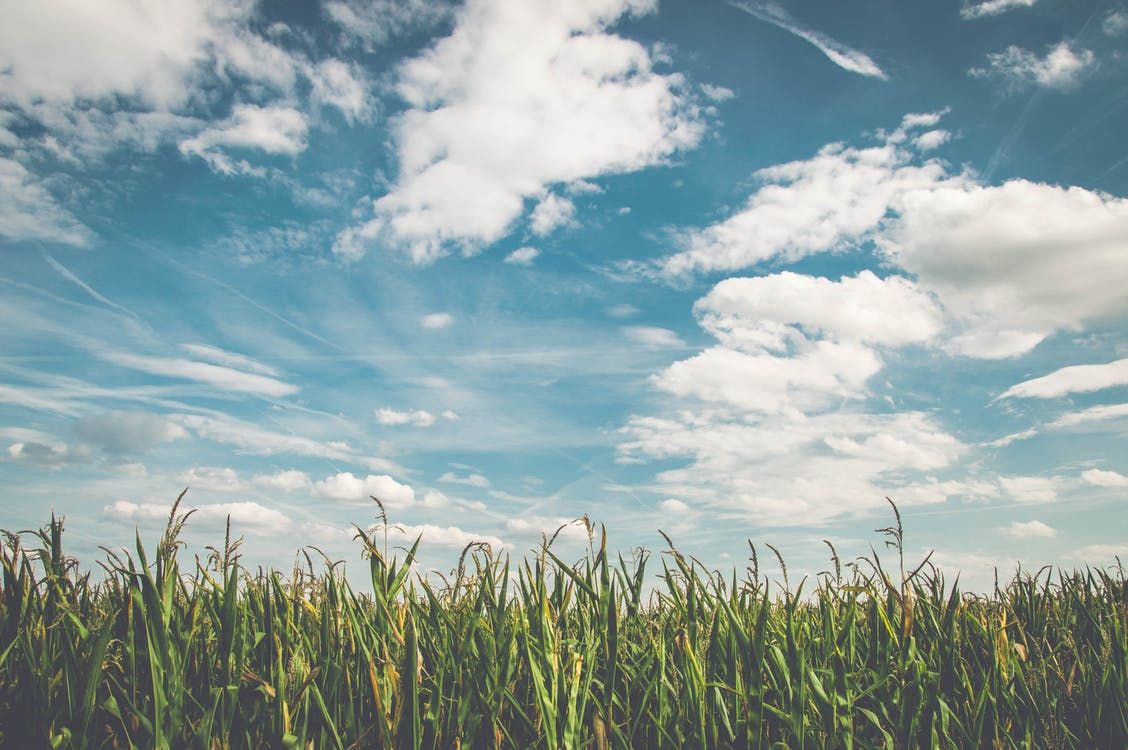 9ac of standing crop 'well alight' in Taunton field fire